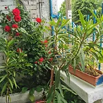 цвета Guest house 3*