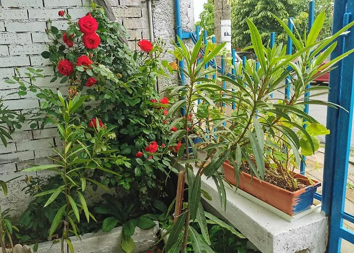 цвета Πανσιόν 3*